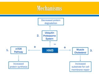 Decreased protein
                                    degradation


                                    Ubiquitin
                             2.    Proteasome
                                     System
                                             _
          mTOR
                         +                            +
1.                                    HMB                    Muscle            3.
         Pathway                                            Cholesterol



        Increased                                            Increased
     protein synthesis                                    substrate for cell
                                                          membrane repair
 
