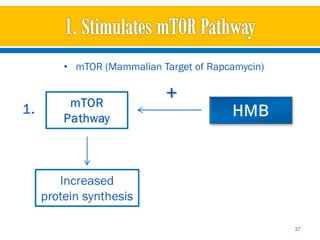 • mTOR (Mammalian Target of Rapcamycin)




                                          37
 