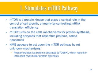 •   mTOR is a protein kinase that plays a central role in the
    control of cell growth, primarily by controlling mRNA
    translation efficiency
•   mTOR turns on the cells mechanisms for protein synthesis,
    including enzymes that assemble proteins, called
    ribosomes
•   HMB appears to act upon the mTOR pathway by yet
    unknown mechanisms
    • Phosphorylates its protein substrates (p70S6K), which results in
       increased myofibrillar protein synthesis



                                                                         38
 