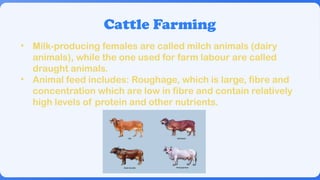 Animal Husbandry: See How IT Works Now.pptx