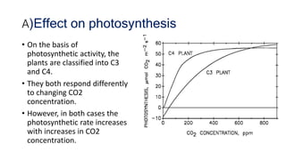 A)Effect on photosynthesis
• On the basis of
photosynthetic activity, the
plants are classified into C3
and C4.
• They both respond differently
to changing CO2
concentration.
• However, in both cases the
photosynthetic rate increases
with increases in CO2
concentration.
 