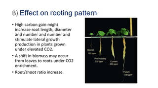 B) Effect on rooting pattern
• High carbon gain might
increase root length, diameter
and number and number and
stimulate lateral growth
production in plants grown
under elevated CO2.
• A shift in biomass may occur
from leaves to roots under CO2
enrichment.
• Root/shoot ratio increase.
 