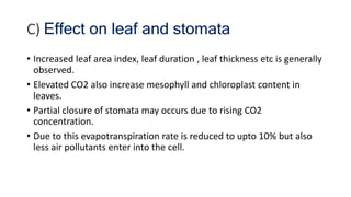 C) Effect on leaf and stomata
• Increased leaf area index, leaf duration , leaf thickness etc is generally
observed.
• Elevated CO2 also increase mesophyll and chloroplast content in
leaves.
• Partial closure of stomata may occurs due to rising CO2
concentration.
• Due to this evapotranspiration rate is reduced to upto 10% but also
less air pollutants enter into the cell.
 