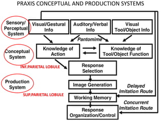 PRAXIS CONCEPTUAL AND PRODUCTION SYSTEMS
INF.PARIETAL LOBULE
SUP.PARIETAL LOBULE
 
