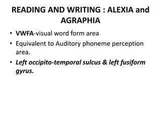 READING AND WRITING : ALEXIA and
AGRAPHIA
• VWFA-visual word form area
• Equivalent to Auditory phoneme perception
area.
• Left occipito-temporal sulcus & left fusiform
gyrus.
 