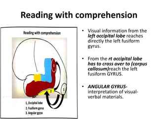 Reading with comprehension
• Visual information from the
left occipital lobe reaches
directly the left fusiform
gyrus.
• From the rt occipital lobe
has to cross over to (corpus
callosum)reach the left
fusiform GYRUS.
• ANGULAR GYRUS-
interpretation of visual-
verbal materials.
 