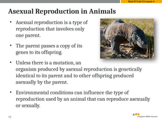 • Asexual reproduction is a type of
reproduction that involves only
one parent.
• The parent passes a copy of its
genes to its offspring.
• Unless there is a mutation, an
organism produced by asexual reproduction is genetically
identical to its parent and to other offspring produced
asexually by the parent.
• Environmental conditions can influence the type of
reproduction used by an animal that can reproduce asexually
or sexually.
10
Asexual Reproduction in Animals
Mod B Unit 3 Lesson 4
 