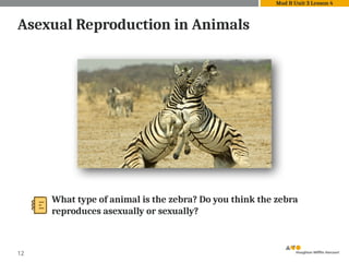 12
Asexual Reproduction in Animals
What type of animal is the zebra? Do you think the zebra
reproduces asexually or sexually?
Mod B Unit 3 Lesson 4
 