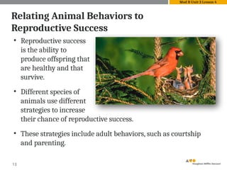 13
Relating Animal Behaviors to
Reproductive Success
Mod B Unit 3 Lesson 4
• Reproductive success
is the ability to
produce offspring that
are healthy and that
survive.
• Different species of
animals use different
strategies to increase
their chance of reproductive success.
• These strategies include adult behaviors, such as courtship
and parenting.
 