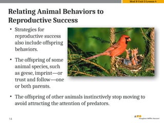 14
Relating Animal Behaviors to
Reproductive Success
Mod B Unit 3 Lesson 4
• Strategies for
reproductive success
also include offspring
behaviors.
• The offspring of some
animal species, such
as geese, imprint—or
trust and follow—one
or both parents.
• The offspring of other animals instinctively stop moving to
avoid attracting the attention of predators.
 