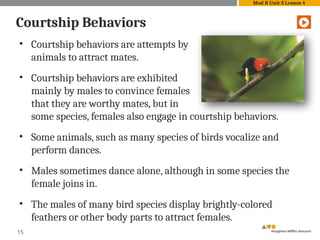 • Courtship behaviors are attempts by
animals to attract mates.
• Courtship behaviors are exhibited
mainly by males to convince females
that they are worthy mates, but in
some species, females also engage in courtship behaviors.
• Some animals, such as many species of birds vocalize and
perform dances.
• Males sometimes dance alone, although in some species the
female joins in.
• The males of many bird species display brightly-colored
feathers or other body parts to attract females.
15
Courtship Behaviors
Mod B Unit 3 Lesson 4
 