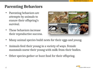 • Parenting behaviors are
attempts by animals to
ensure their offspring’s
survival.
• These behaviors increase
their reproductive success.
• Many animal species build nests for their eggs and young.
• Animals feed their young in a variety of ways. Female
mammals nurse their young with milk from their bodies.
• Other species gather or hunt food for their offspring.
17
Parenting Behaviors
Mod B Unit 3 Lesson 4
 