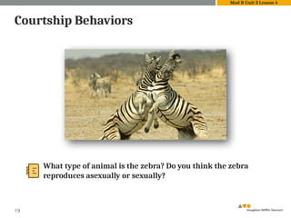 19
Courtship Behaviors
What type of animal is the zebra? Do you think the zebra
reproduces asexually or sexually?
Mod B Unit 3 Lesson 4
 