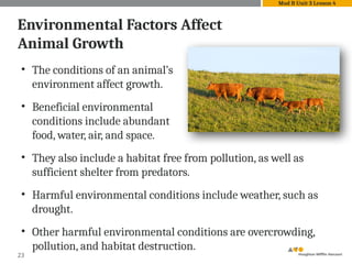 23
Environmental Factors Affect
Animal Growth
Mod B Unit 3 Lesson 4
• The conditions of an animal’s
environment affect growth.
• Beneficial environmental
conditions include abundant
food, water, air, and space.
• They also include a habitat free from pollution, as well as
sufficient shelter from predators.
• Harmful environmental conditions include weather, such as
drought.
• Other harmful environmental conditions are overcrowding,
pollution, and habitat destruction.
 