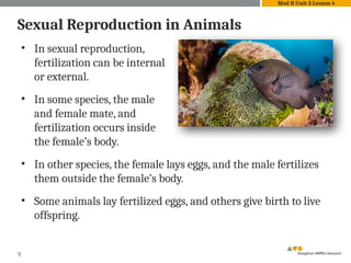 • In sexual reproduction,
fertilization can be internal
or external.
• In some species, the male
and female mate, and
fertilization occurs inside
the female’s body.
• In other species, the female lays eggs, and the male fertilizes
them outside the female’s body.
• Some animals lay fertilized eggs, and others give birth to live
offspring.
9
Sexual Reproduction in Animals
Mod B Unit 3 Lesson 4
 