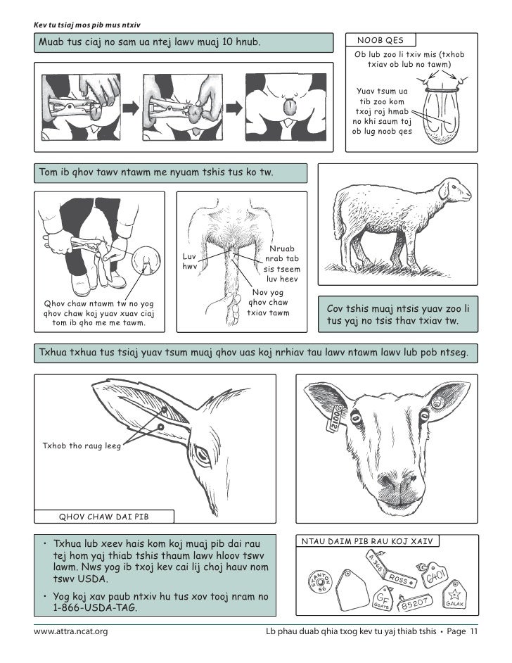 An Illustrated Guide to Sheep and Goat Production