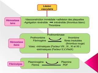 Lésion
vasculaire
-Vasoconstriction immédiate +adhésion des plaquettes
-Agrégation révérsible irrévérsible (thrombus blanc)
Thrombine
Hémostase
Iaire
Prothrombinase
Prothrombine thrombine
Fibrinogéne fibres insolubles
(thrombus rouge)
Voies: -intrinsèques (Facteur VIII , IX , XI et XII )
-éxtrinsèques (Facteur II,V,VIIetX)
Plasminogéne Plasmine
Fibrine PDF
Hémostase
IIaire
Fibrinolyse
 