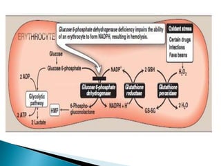 Hmp shunt pathway