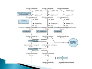 Hmp shunt pathway