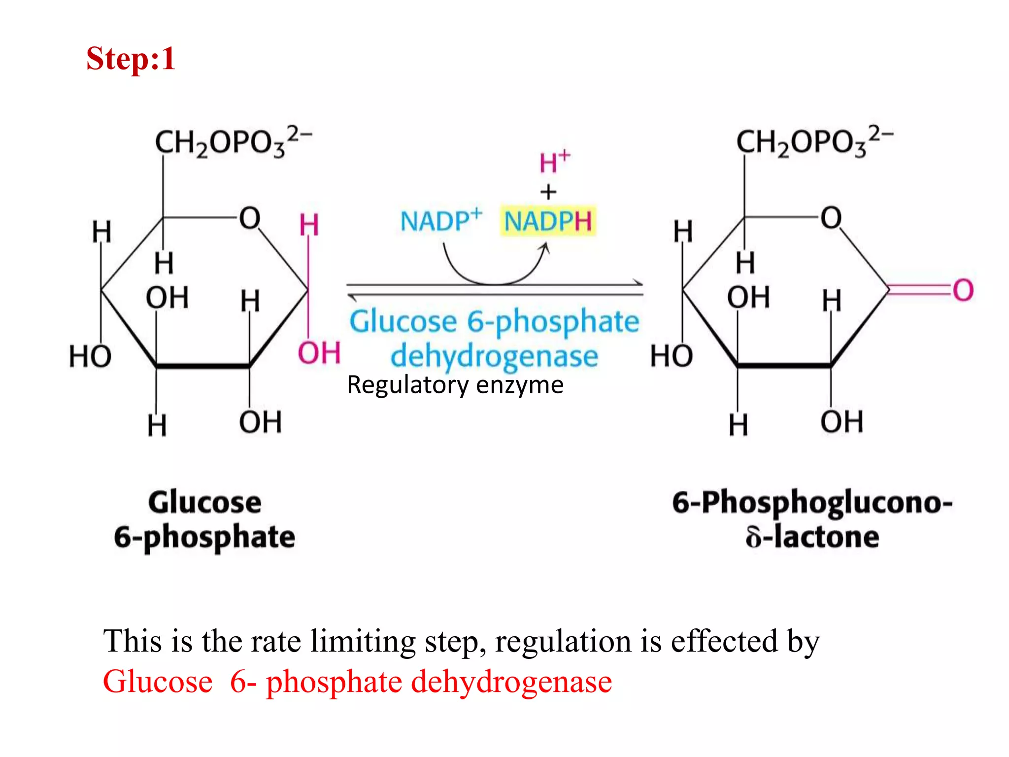 Regulatory enzyme
This is the rate limiting step, regulation is effected by
Glucose 6- phosphate dehydrogenase
Step:1
 