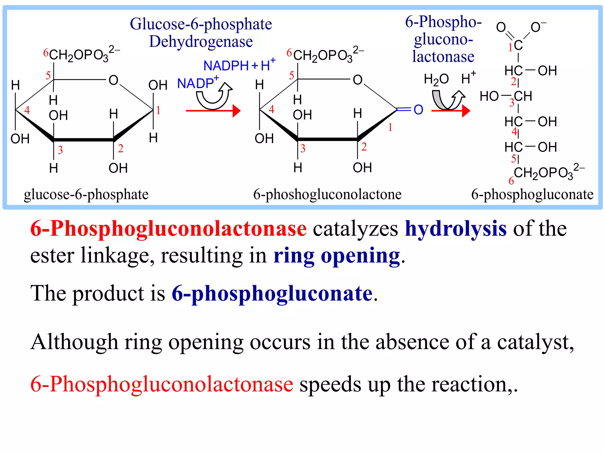 6-Phosphogluconolactonase catalyzes hydrolysis of the
ester linkage, resulting in ring opening.
The product is 6-phosphogluconate.
Although ring opening occurs in the absence of a catalyst,
6-Phosphogluconolactonase speeds up the reaction,.
H O
OH
H
OHH
OH
CH2OPO3
2
H
H
OH H O
OH
H
OHH
OH
CH2OPO3
2
H
O
23
4
5
6
1
1
6
5
4
3 2
C
HC
CH
HC
HC
CH2OPO3
2
O O
OH
HO
OH
OH
NADPH+H+
NADP+ H2O H+
1
2
3
4
5
6
Glucose-6-phosphate
Dehydrogenase
6-Phospho-
glucono-
lactonase
glucose-6-phosphate 6-phoshogluconolactone 6-phosphogluconate
 