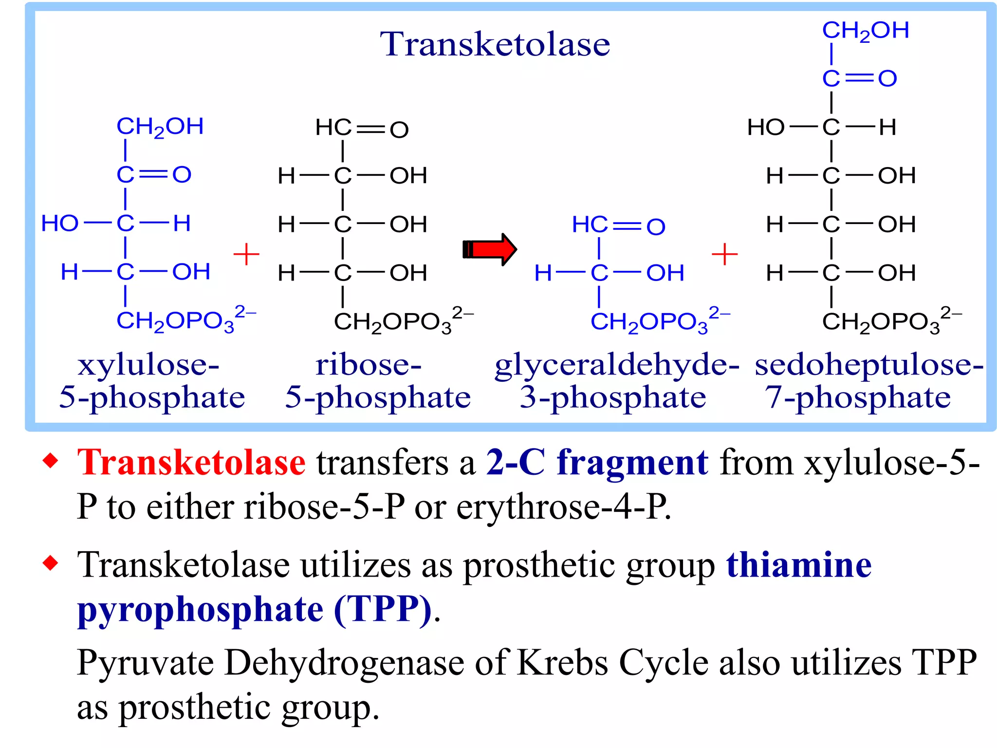  Transketolase transfers a 2-C fragment from xylulose-5-
P to either ribose-5-P or erythrose-4-P.
 Transketolase utilizes as prosthetic group thiamine
pyrophosphate (TPP).
Pyruvate Dehydrogenase of Krebs Cycle also utilizes TPP
as prosthetic group.
C
C
C
CH2OPO3
2
O
HHO
OHH
CH2OH
C
C
C
CH2OPO3
2
OH
OHH
OHH
HC O
H C
C
C
CH2OPO3
2
OH
OHH
OHH
C H
H
HC
C
CH2OPO3
2
O
OHH
C
CH2OH
O
HO
+ +
xylulose- ribose- glyceraldehyde- sedoheptulose-
5-phosphate 5-phosphate 3-phosphate 7-phosphate
Transketolase
 