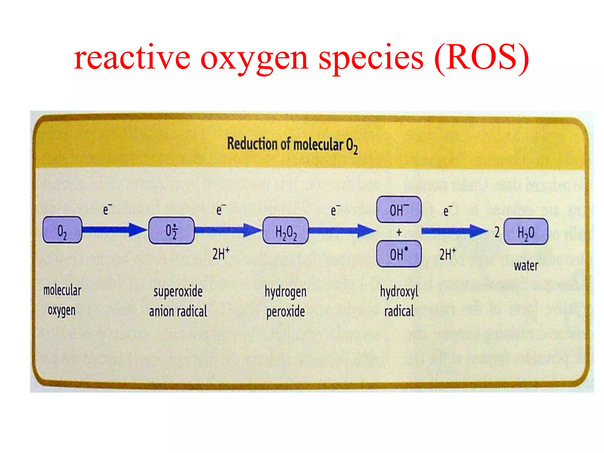 reactive oxygen species (ROS)
 