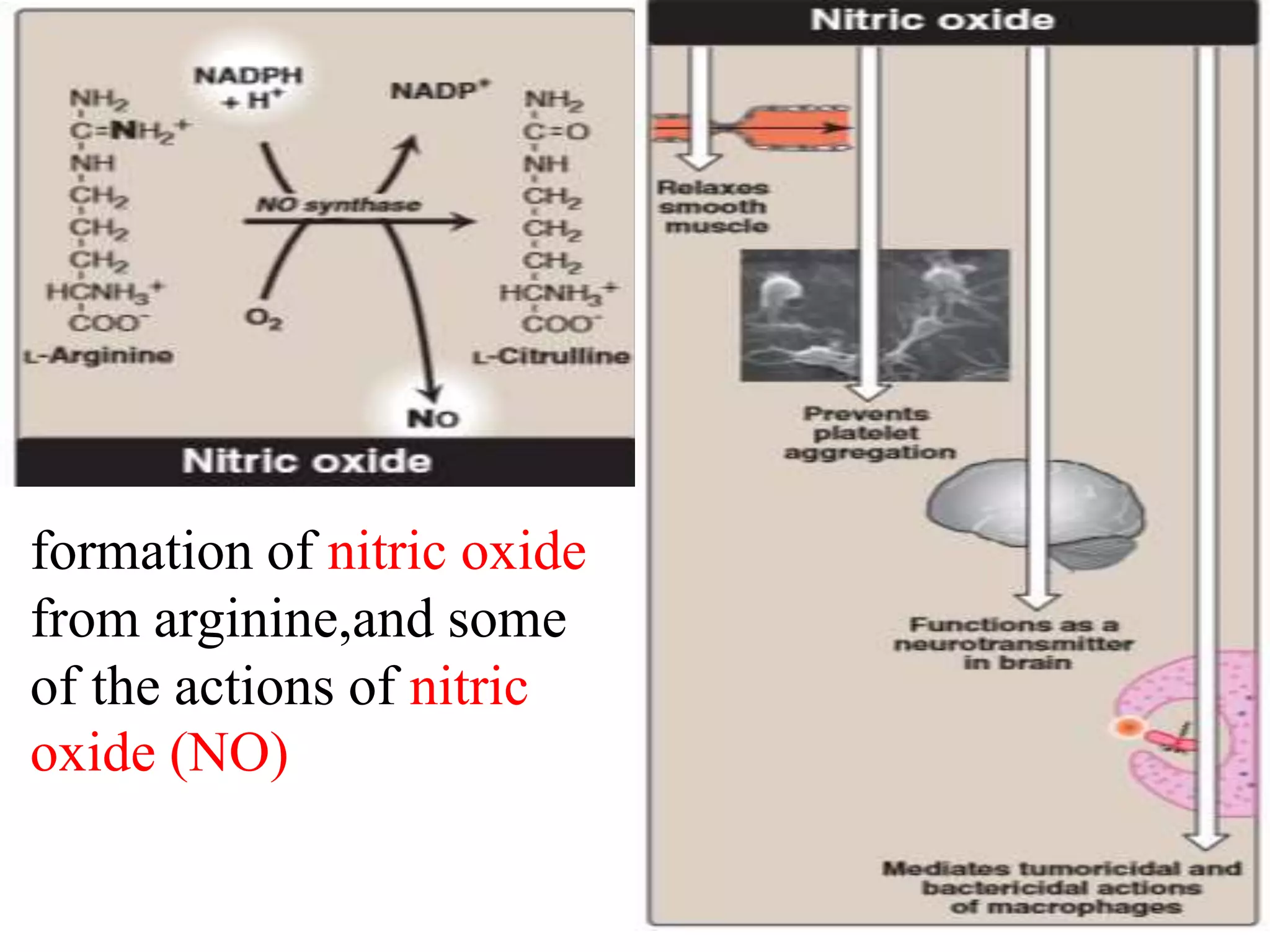 formation of nitric oxide
from arginine,and some
of the actions of nitric
oxide (NO)
 