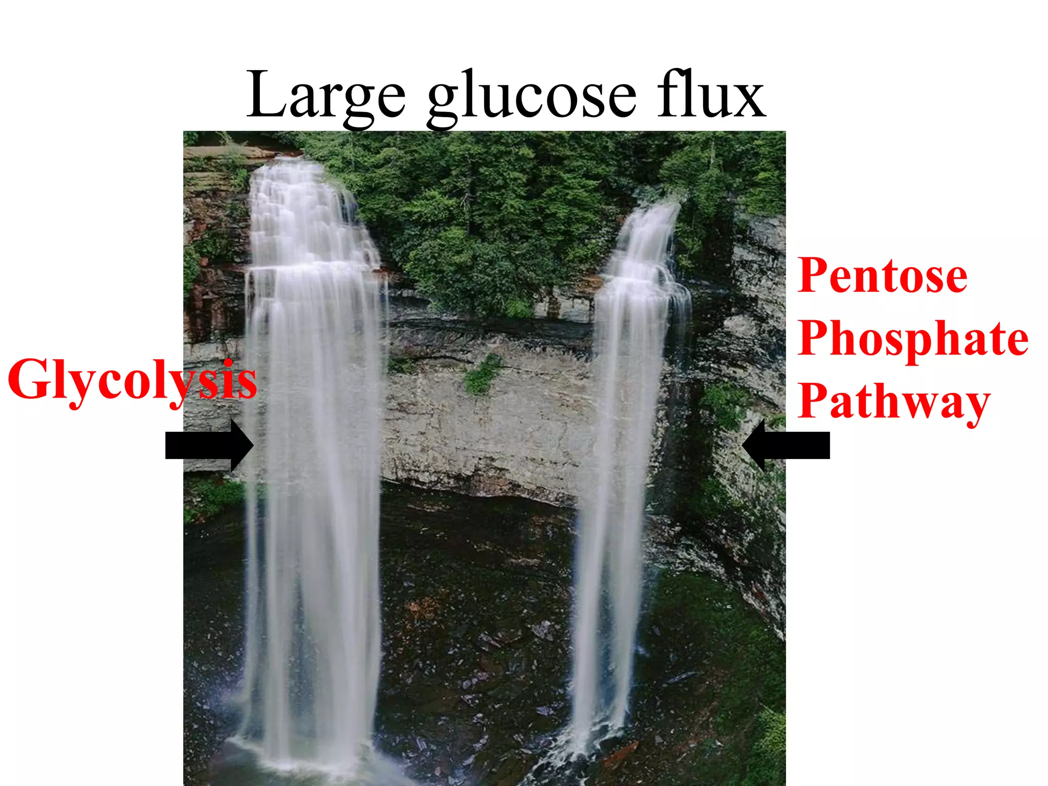 Large glucose flux
Glycolysis
Pentose
Phosphate
Pathway
 