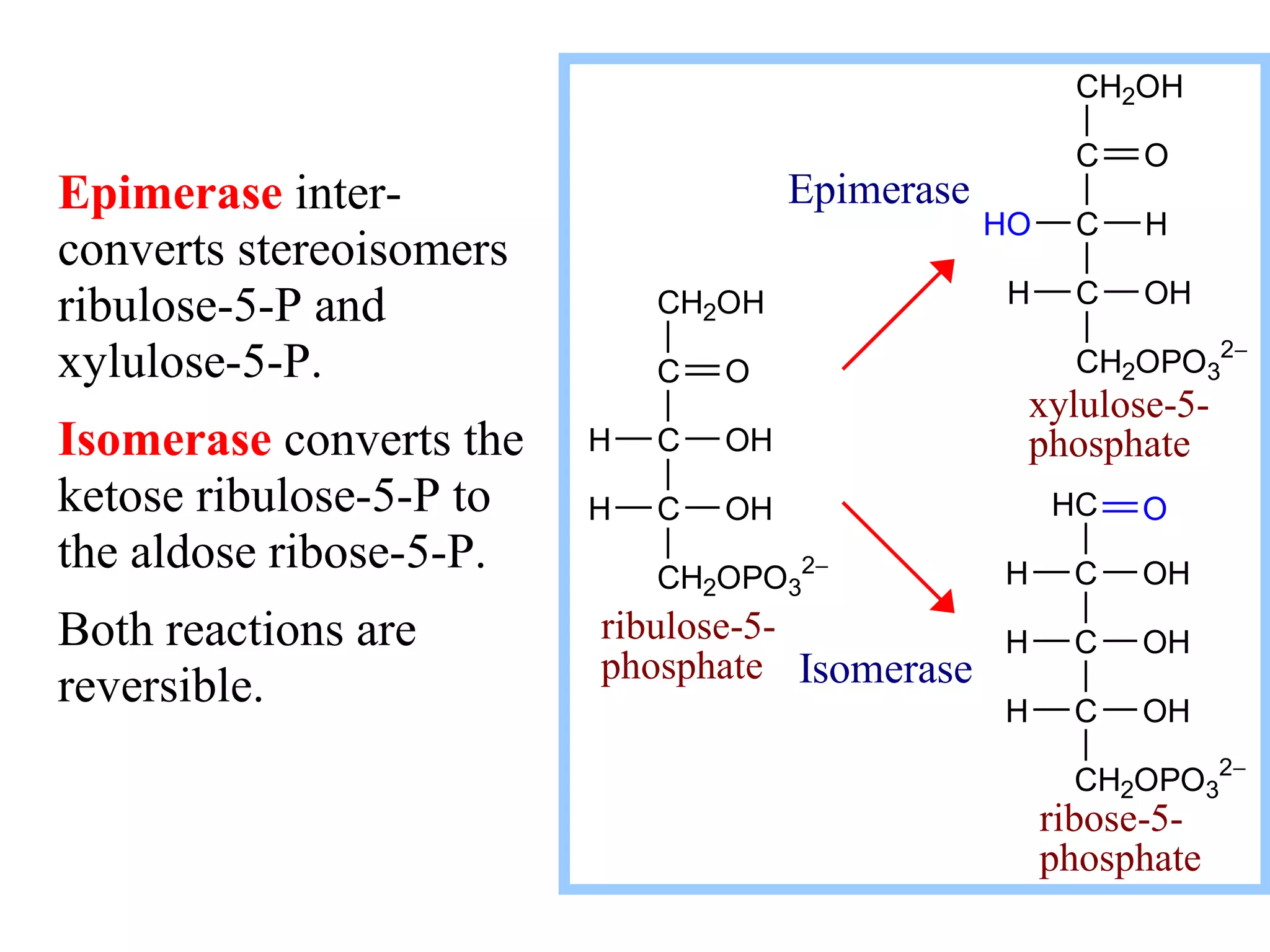 Illustration of P Or Xylulose 5