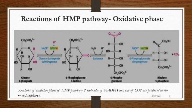 HMP Pathway A Quick Revision hmp-pathway-a-quick-revision