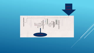 Erythrose-
4-
phosphate
GLYCOLYSIS
 