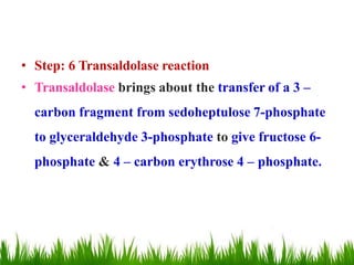 • Step: 6 Transaldolase reaction
• Transaldolase brings about the transfer of a 3 –
carbon fragment from sedoheptulose 7-phosphate
to glyceraldehyde 3-phosphate to give fructose 6-
phosphate & 4 – carbon erythrose 4 – phosphate.
 