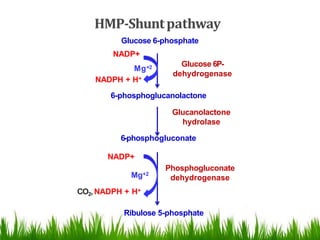 HMP-Shuntpathway
Glucose 6-phosphate
NADP+
Glucose 6P-
dehydrogenase
Mg+2
NADPH + H+
Ribulose 5-phosphate
6-phosphoglucanolactone
Glucanolactone
hydrolase
6-phosphogluconate
NADP+
CO2,NADPH + H+
Phosphogluconate
dehydrogenaseMg+2
 