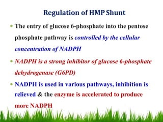 Regulation of HMPShunt
 The entry of glucose 6-phosphate into the pentose
phosphate pathway is controlled by the cellular
concentration of NADPH
 NADPH is a strong inhibitor of glucose 6-phosphate
dehydrogenase (G6PD)
 NADPH is used in various pathways, inhibition is
relieved & the enzyme is accelerated to produce
more NADPH
 