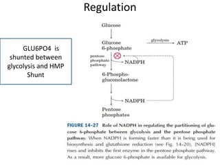 Regulation 
gggGLU6PO4 is 
shunted between 
glycolysis and HMP 
Shunt 
 