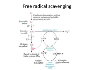 Free radical scavenging 
 