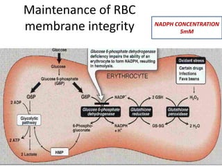 Maintenance of RBC 
membrane integrity NADPH CONCENTRATION 
5mM 
 