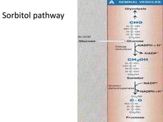 Sorbitol pathway 
 