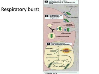 Respiratory burst 
 
