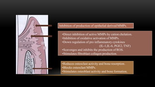 Inhibition of production of epithelial derived MMPs.
•Direct inhibition of active MMPs by cation chelation.
•Inhibition of oxidative activation of MMPs.
•Down regulation of pro inflammatory cytokines
(IL-1,IL-6, PGE2, TNF)
•Scavenges and inhibits the production of ROS.
•Stimulates fibroblast collagen production.
•Reduces osteoclast activity and bone resorption.
•Blocks osteoclast MMPs.
•Stimulates osteoblast activity and bone formation.
 