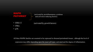MAPK
PATHWAY
(activated by growth factors)
• ERK1/2
• JNKs
• p38.
All three MAPK families are assumed to be expressed in diseased periodontal tissues, although the level of
expression may differ depending upon the exact cell types activated and the degree of inflammation.
(activated by proinflammatory cytokines
and cell stress inducing factors)
 