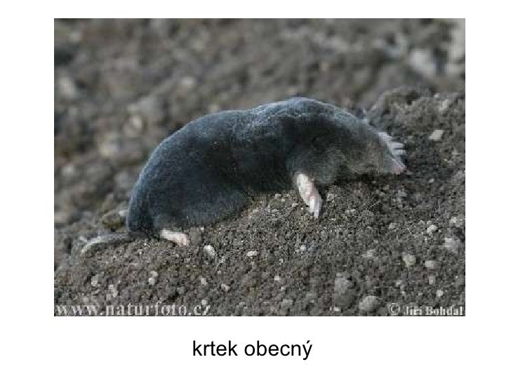 Hmyzožravci