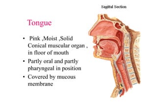Tongue
• Pink ,Moist ,Solid
Conical muscular organ ,
in floor of mouth
• Partly oral and partly
pharyngeal in position
• Covered by mucous
membrane
 