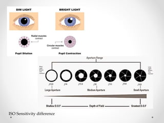 ISO Sensitivity difference
 