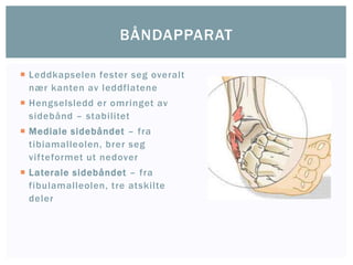  Leddkapselen fester seg overalt
nær kanten av leddflatene
 Hengselsledd er omringet av
sidebånd – stabilitet
 Mediale sidebåndet – fra
tibiamalleolen, brer seg
vifteformet ut nedover
 Laterale sidebåndet – fra
fibulamalleolen, tre atskilte
deler
BÅNDAPPARAT
 