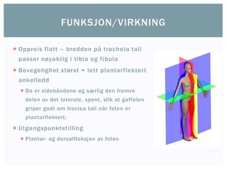  Oppreis flatt – bredden på trochela tali
passer nøyaktig i tibia og fibula
 Bevegelighet størst = lett plantarflektert
ankelledd
 Da er sidebåndene og særlig den fremre
delen av det laterale, spent, slik at gaffelen
griper godt om troclea tali når foten er
plantarflektert.
 Utgangspunktstilling
 Plantar- og dorsalfleksjon av foten
FUNKSJON/VIRKNING
 