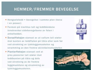  Hengselsledd = bevegelse i samme plan (bena
i en passer)
 Formen på trochlea tali og leddbåndene
innskrenker sidebevegelsene av foten i
ankelleddet.
 Dorsalfleksjon stanset av at collum tali støter
mot kanten av leddflaten på tibia eller som før
ved strekking av tykkleggsmuskelen og
stramming av den fremre skinnbeinsmuskelen
 Plantarfleksjon stanset ved at
proc.posterior tali støter mot
leddkanten på tibia og dels
ved strekking av de fremre
leggmusklene og stramming av
tykkleggsmuskelen.
HEMMER/FREMMER BEVEGELSE
 