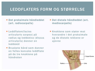  Det proksimale håndleddet
(art. radiocarpalis)
 Leddflaten(facies
articularis carpea) på
radius og leddskiva (discus
articularis) danner en
leddskål
 Bruskete bånd som danner
en felles konveks leddflate
på de tre knoklene på
håndroten
 Det distale håndleddet (art.
mediocarpalis)
 Knoklene som støter mot
hverandre i det proksimale
og de distale rekkene er
ujevne
LEDDFLATERS FORM OG STØRRELSE
 