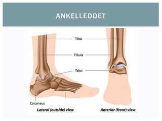 ANKELLEDDET
 
